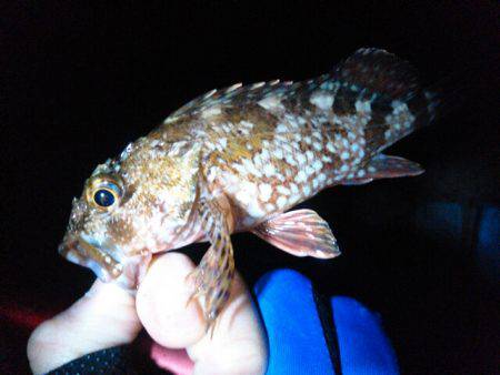 ビミョーな釣果…