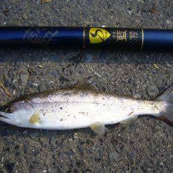 今年初の渓谷釣行