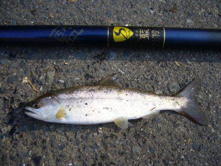 今年初の渓谷釣行