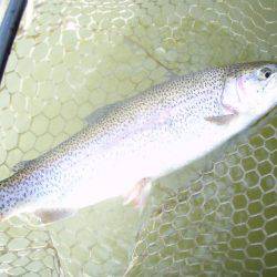 大安トラウトレイク 釣果