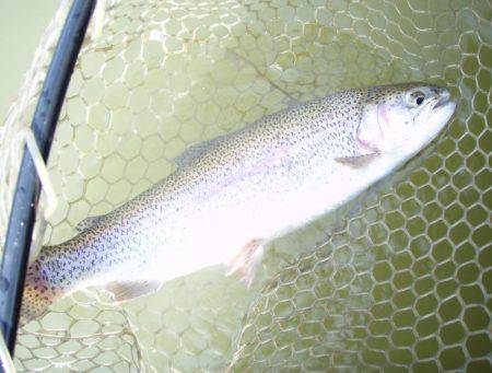 大安トラウトレイク 釣果