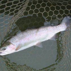 大安トラウトレイク 釣果