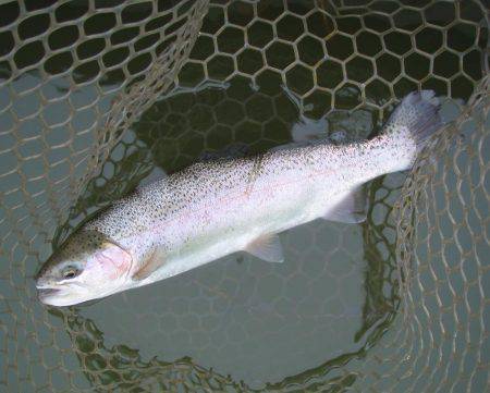 大安トラウトレイク 釣果