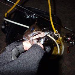 五目フラッタースリム絶好調♪