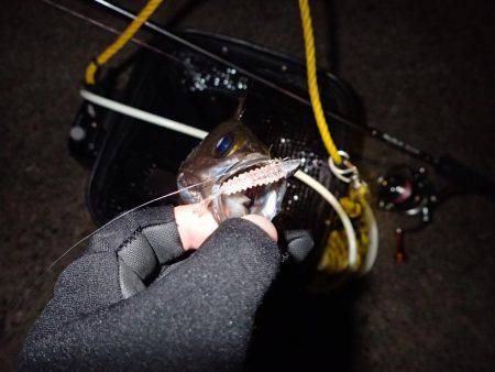 五目フラッタースリム絶好調♪