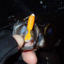 月夜の大潮に大苦戦！