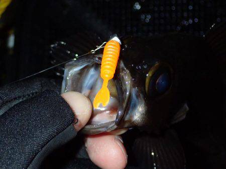 月夜の大潮に大苦戦！