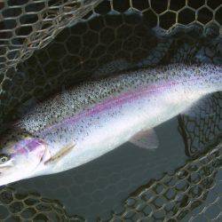 大安トラウトレイク 釣果