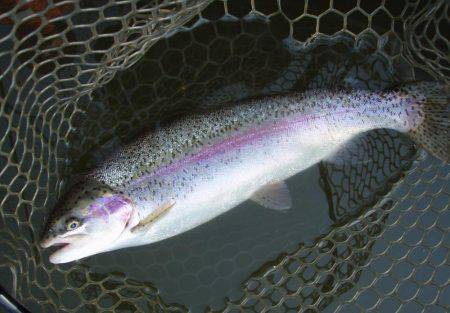 大安トラウトレイク 釣果