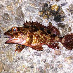 鳴門メバリング