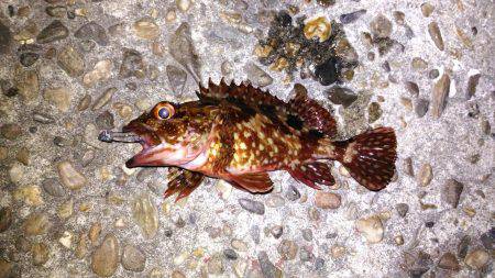 鳴門メバリング