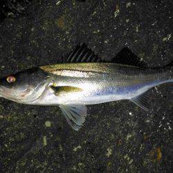 投げ釣りでシーバス