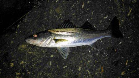 投げ釣りでシーバス