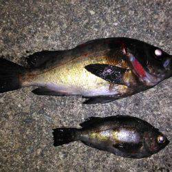 鳴門メバリング