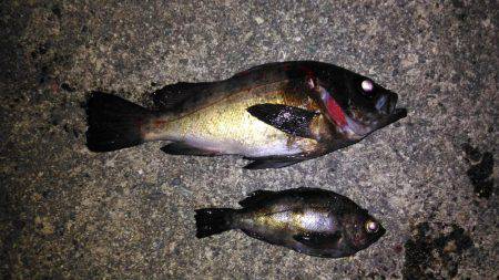 鳴門メバリング