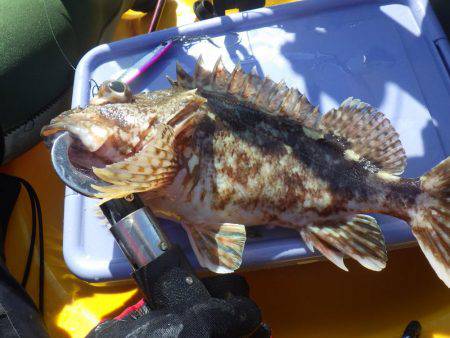 ジギング　ガシラ　