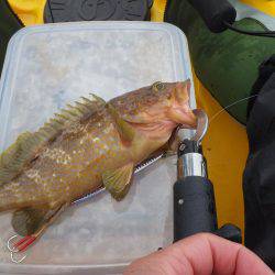 カヤック　ジギング