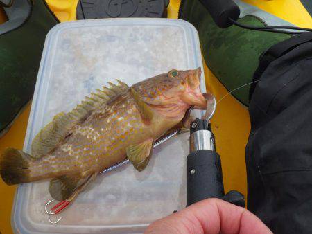 カヤック　ジギング