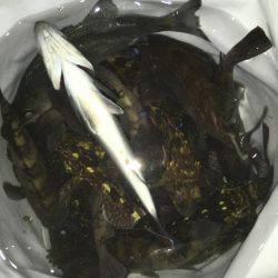 ドリフトメインに