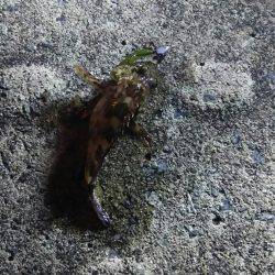 メバリングからのガシリング