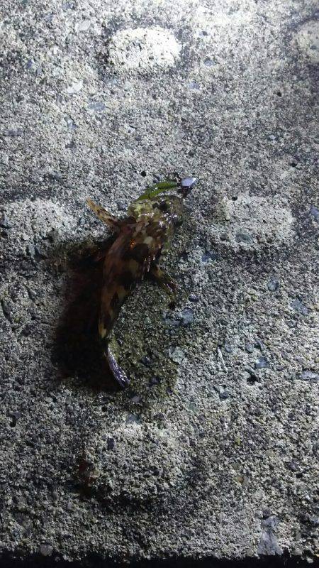 メバリングからのガシリング