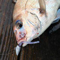 脱走マダイフィーバー