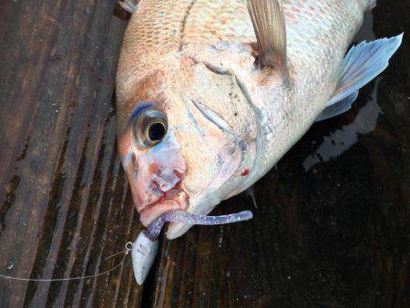 脱走マダイフィーバー