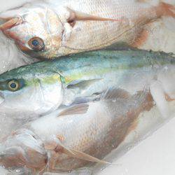 こうゆう丸 釣果