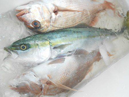 こうゆう丸 釣果