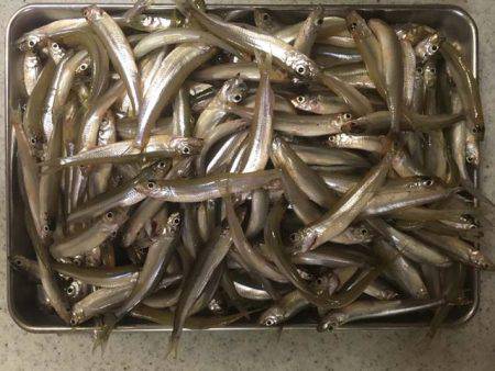 上津ダムのワカサギ、ラストスパート入りか