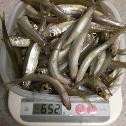 布目ダムもワカサギ好調