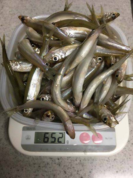 布目ダムもワカサギ好調