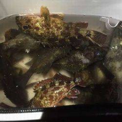 オンスさんの大会でメバリングデビュー