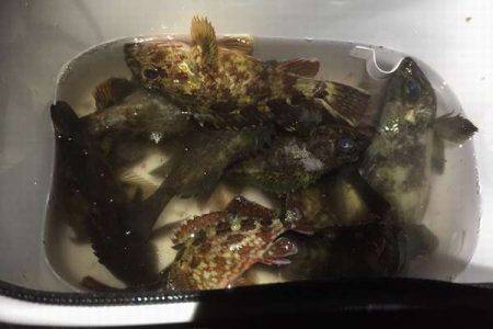 オンスさんの大会でメバリングデビュー