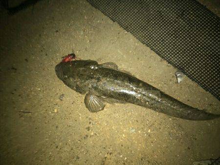 ホンマすっきゃねぇ~