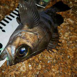 入れ食い泉南メバル