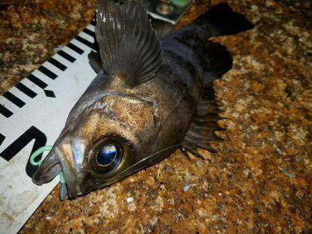 入れ食い泉南メバル