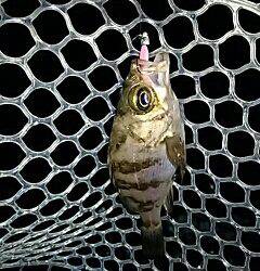 シャローのメバルは何処に！