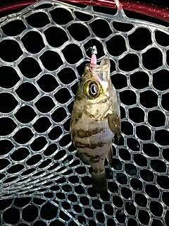 シャローのメバルは何処に！