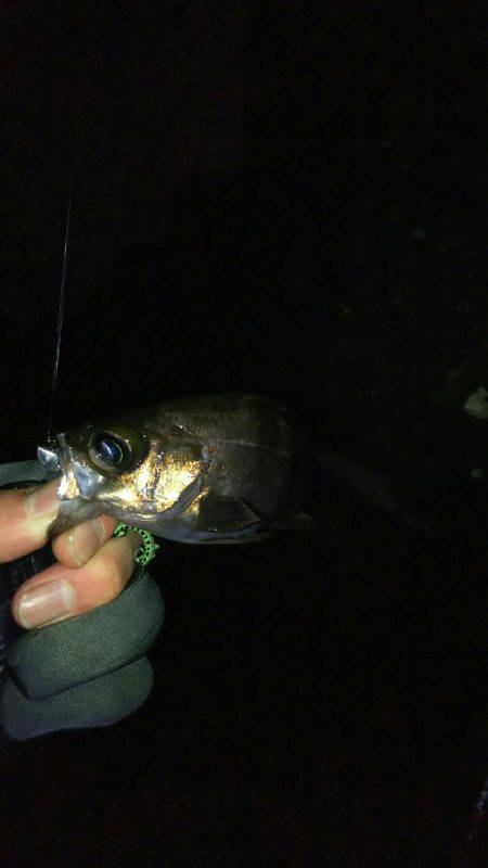 穴釣り後メバリング