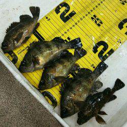 激渋モードに入った感じがしますね～