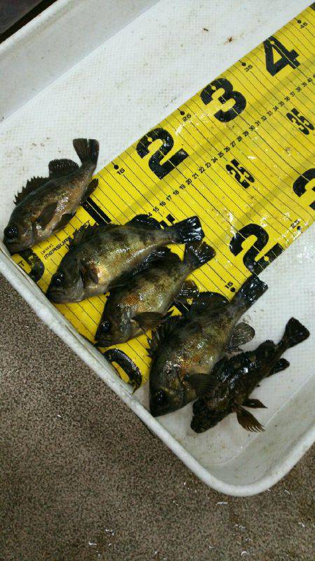 激渋モードに入った感じがしますね～