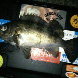 ブルーバック連発！