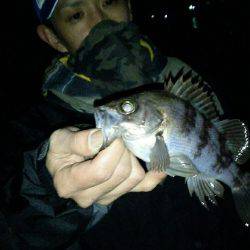 朝マヅメメバリング