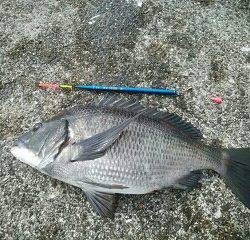 チヌ好調♪須磨海岸一文字