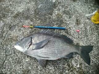 チヌ好調♪須磨海岸一文字