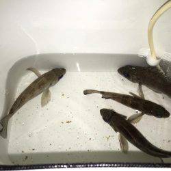 プラッキングメバル