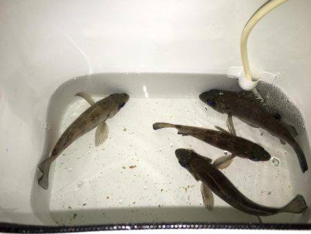 プラッキングメバル