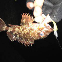 ガシラばっかり