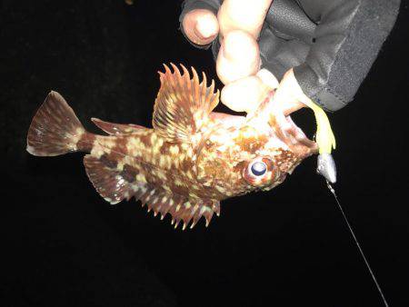 ガシラばっかり